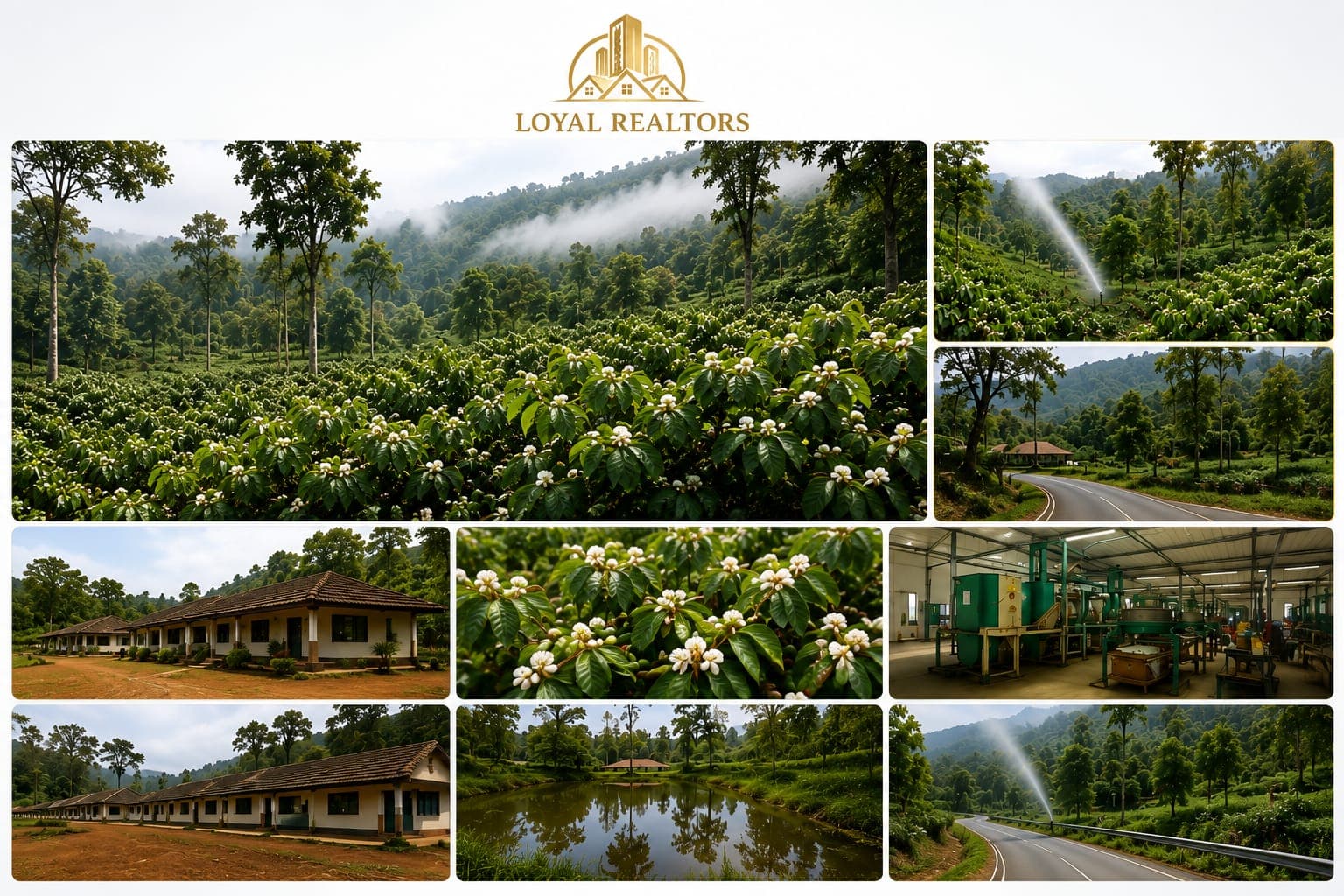 Premium Coffee Estate for Sale – Mudigiri - Mudigiri, Western Ghats, Karnataka Real Estate
